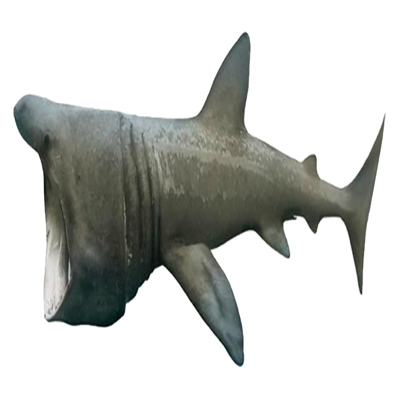 Basking Shark Transparent Image