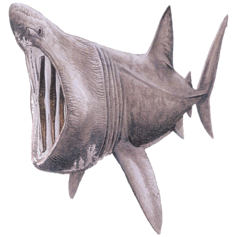 Basking Shark Transparent Picture