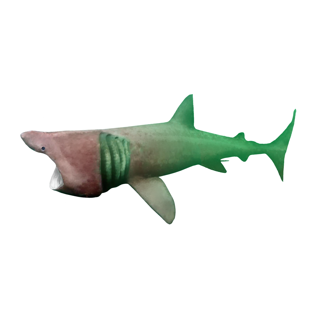 Basking Shark Transparent Gallery