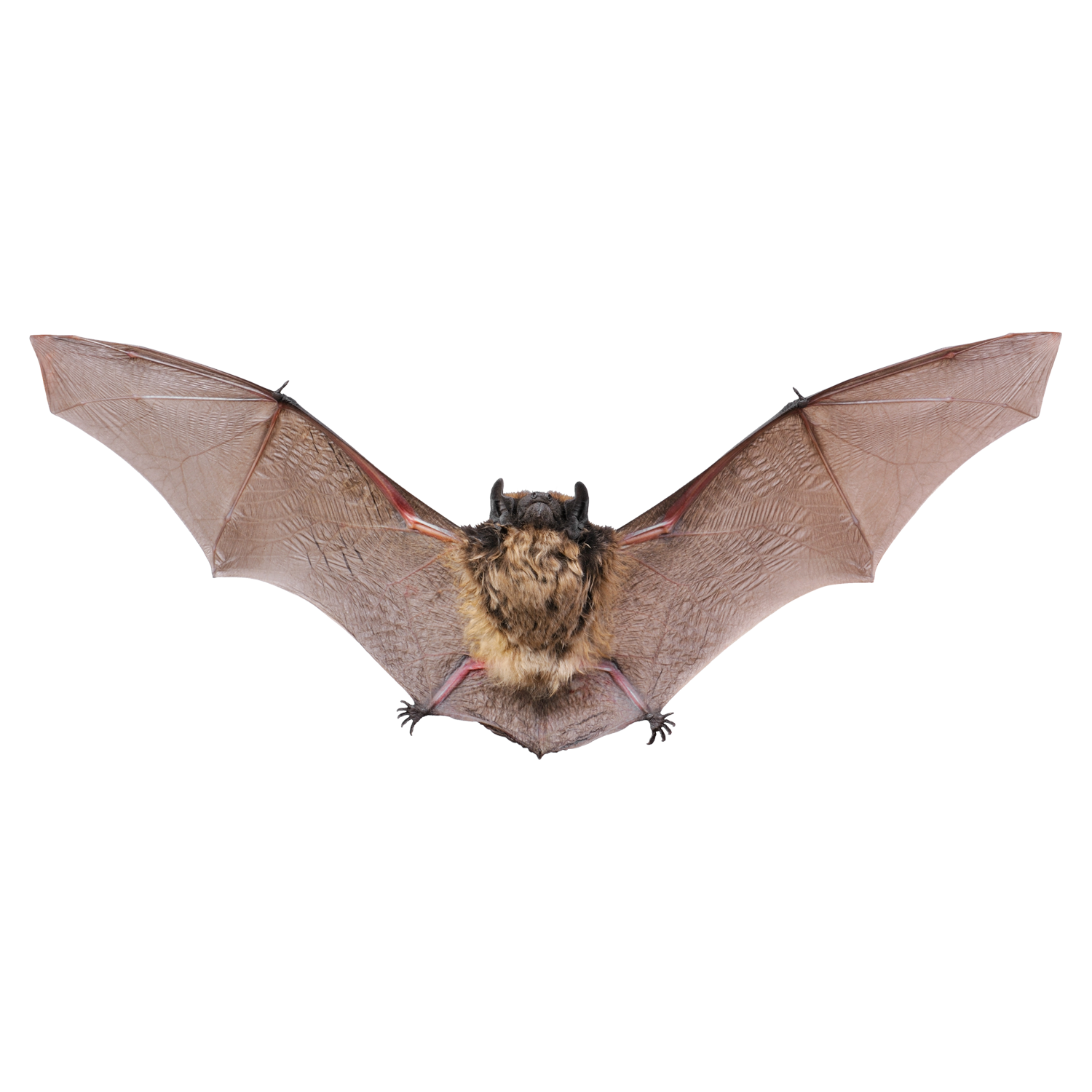Bats Transparent Photo
