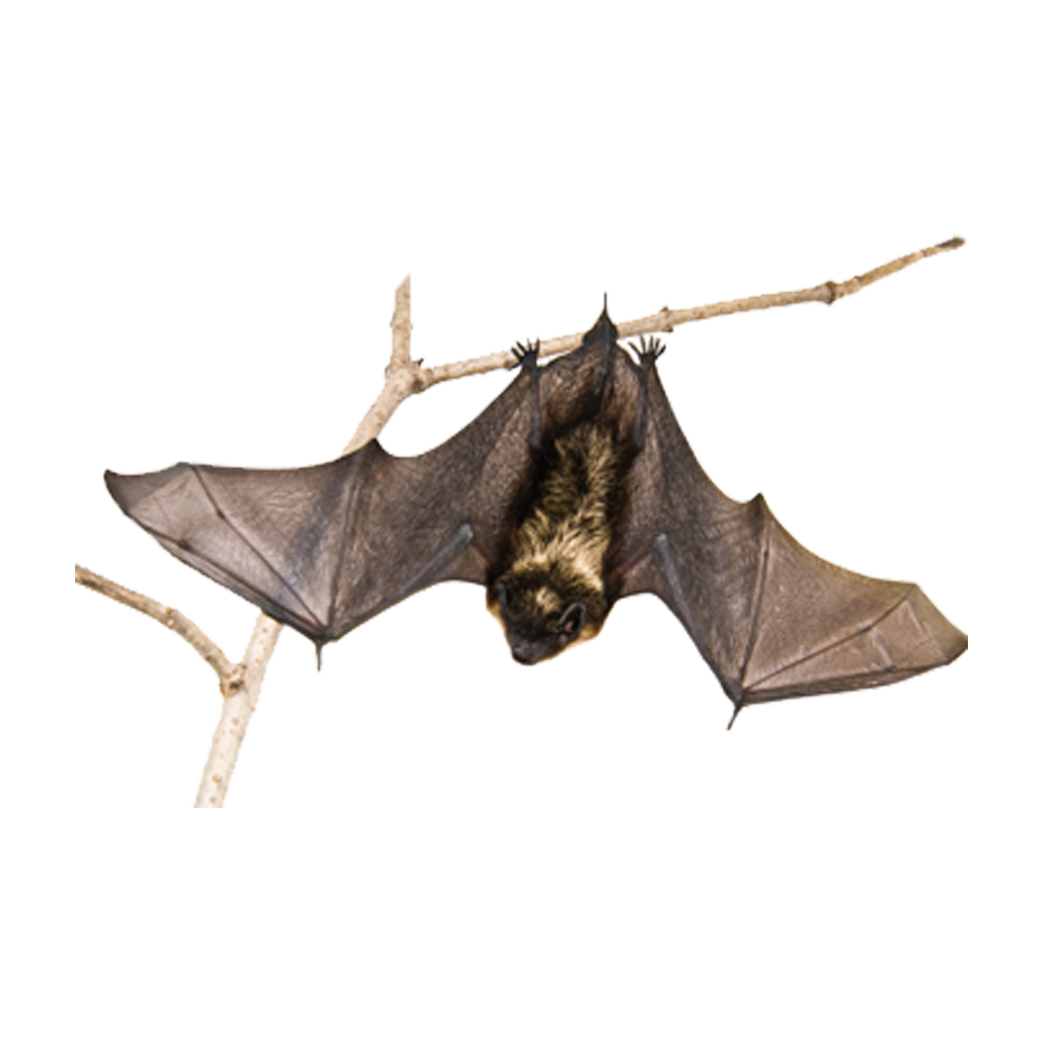Bats Transparent Clipart