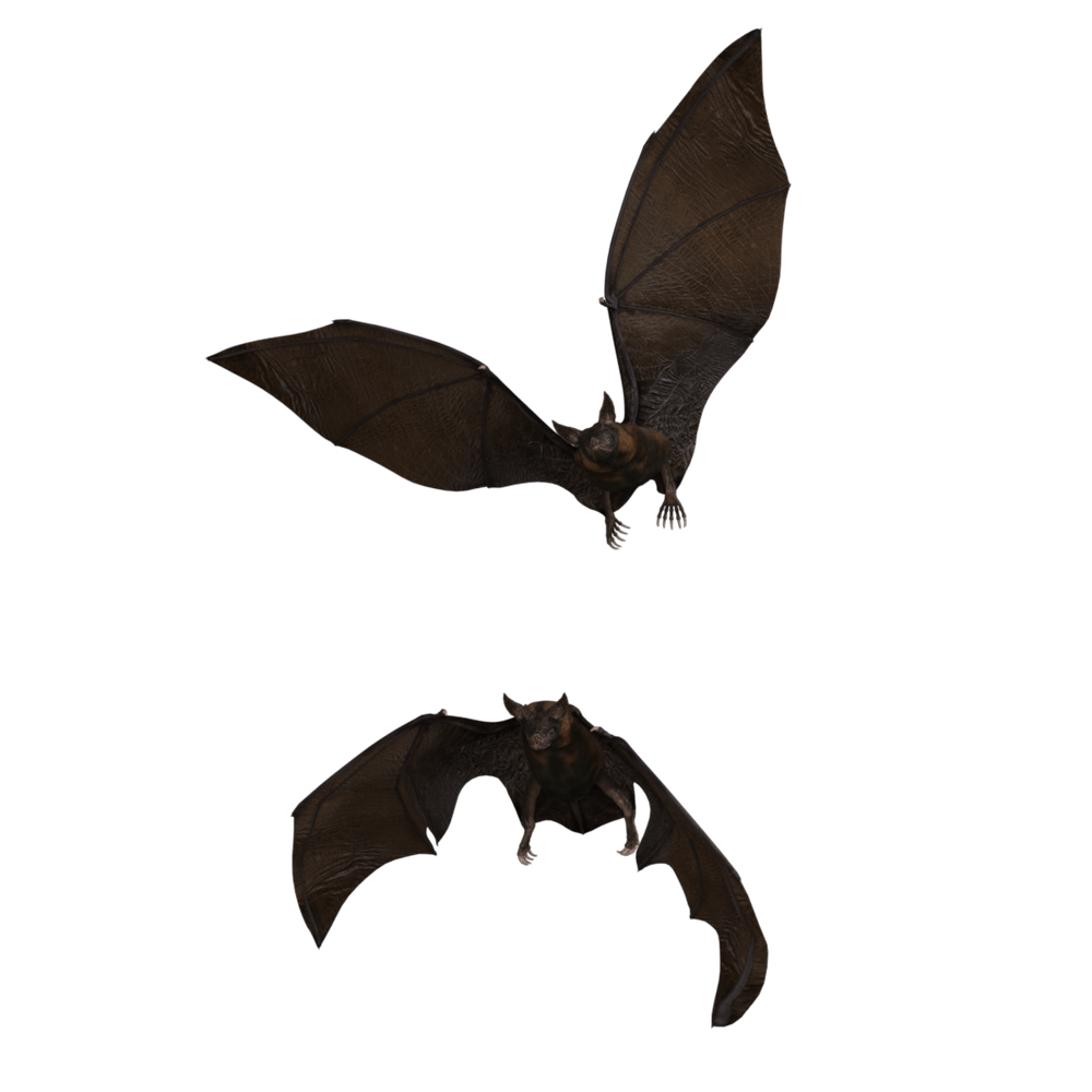 Brown Bats Transparent Image