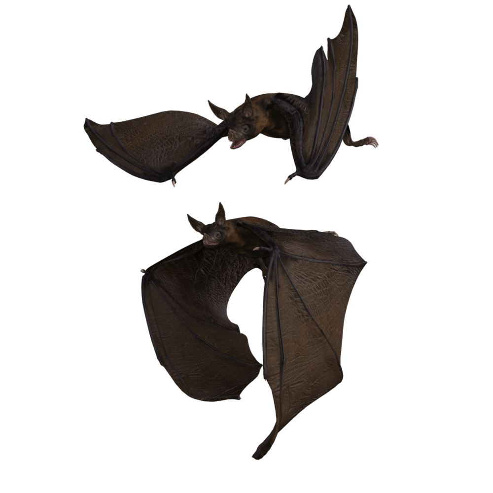 Brown Bats Transparent Photo