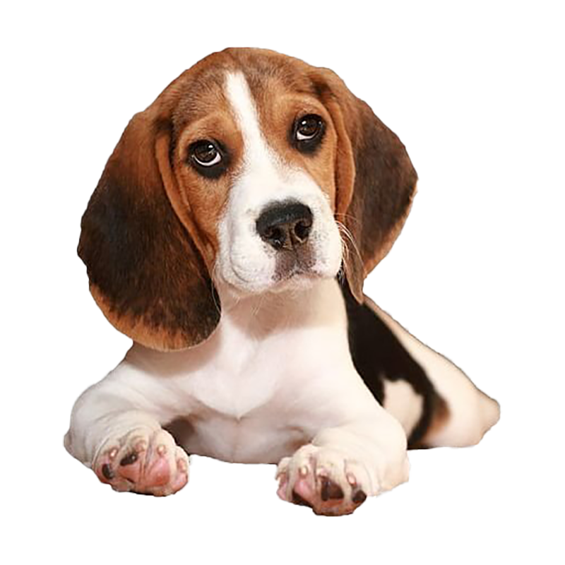 Beagle Transparent Clipart