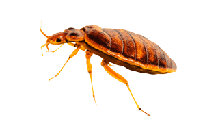 Bed Bugs PNG