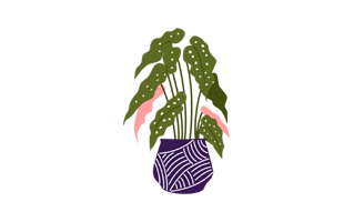 Begonia Free Sticker PNG