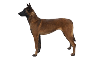Belgian Malinois PNG