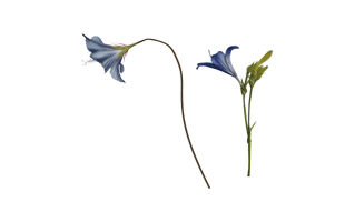 Bellflower
