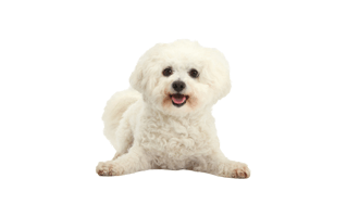 Bichon Frise PNG