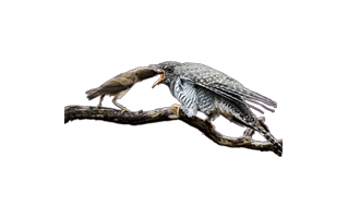 Bird Feeding PNG