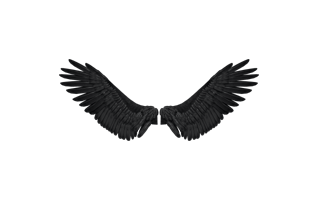Bird Wing PNG