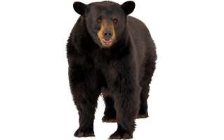 Black Bear PNG