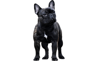 Black Bulldog PNG