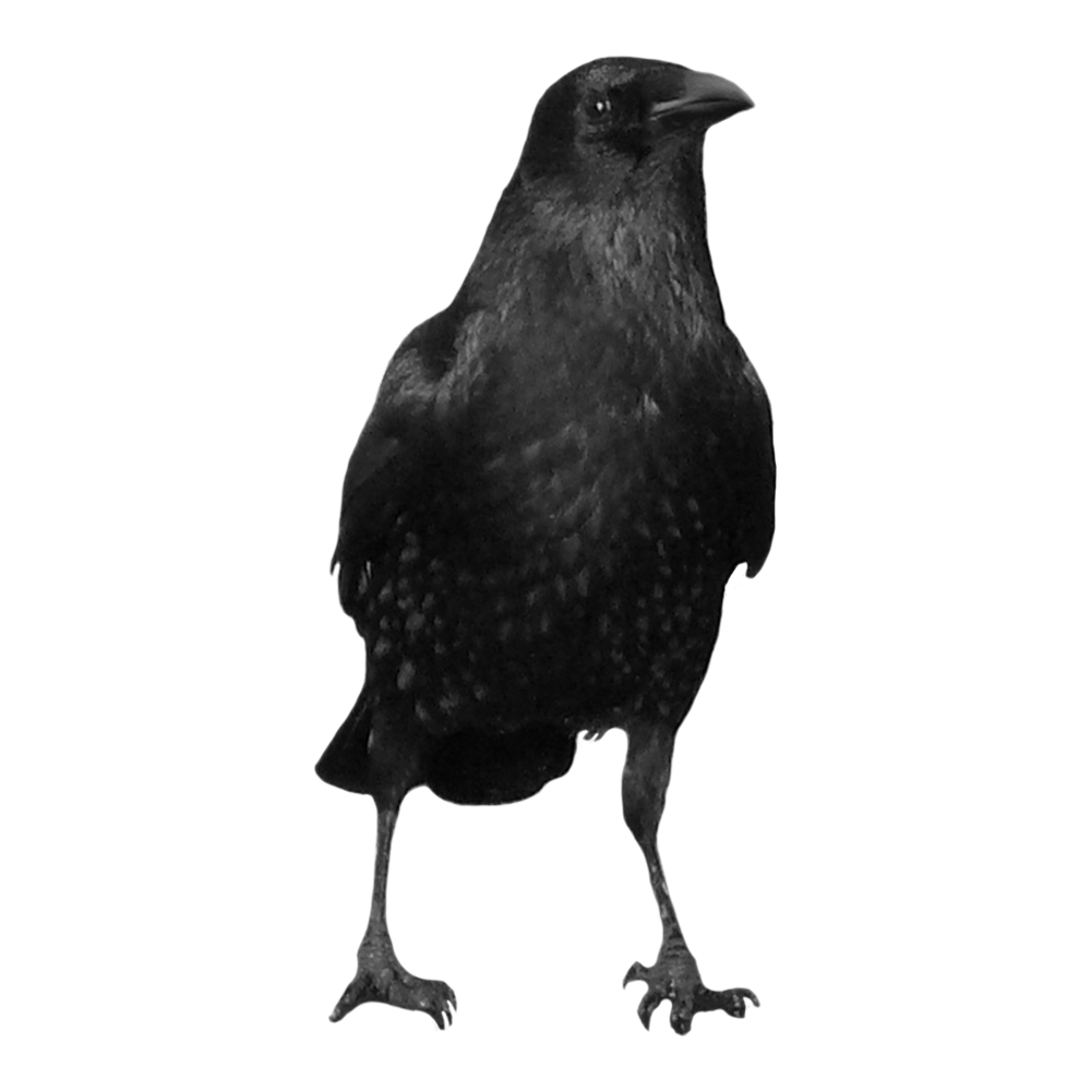 Black Crow PNG Images Transparent HD Photo Clipart 