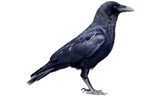 Black Crow PNG
