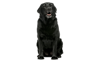 Black Dog PNG
