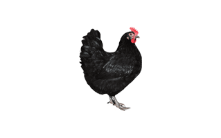 Black Hen PNG