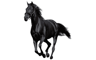 Black Horse PNG