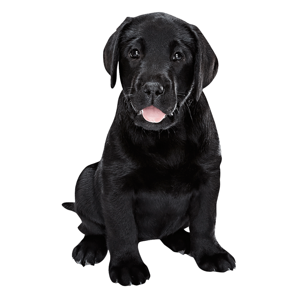 Black Labrador Transparent Image