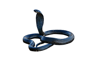 Black Snake