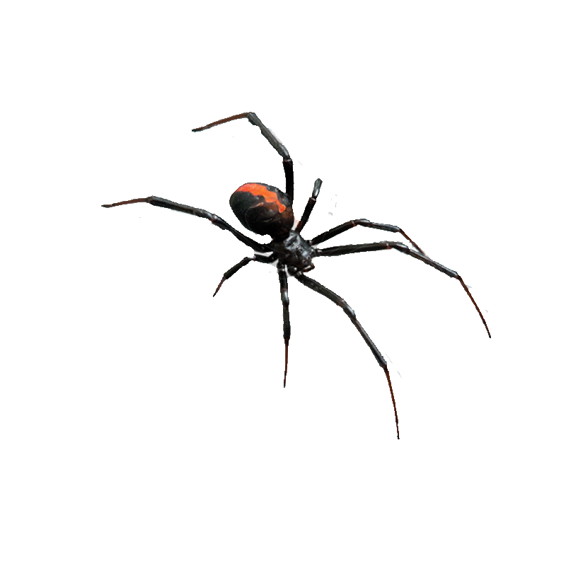 Black Widow Spider Transparent Photo