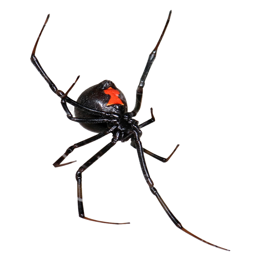 Black Widow Spider Transparent Picture