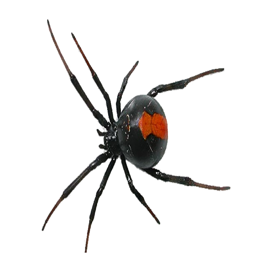 Black Widow Spider Transparent Clipart