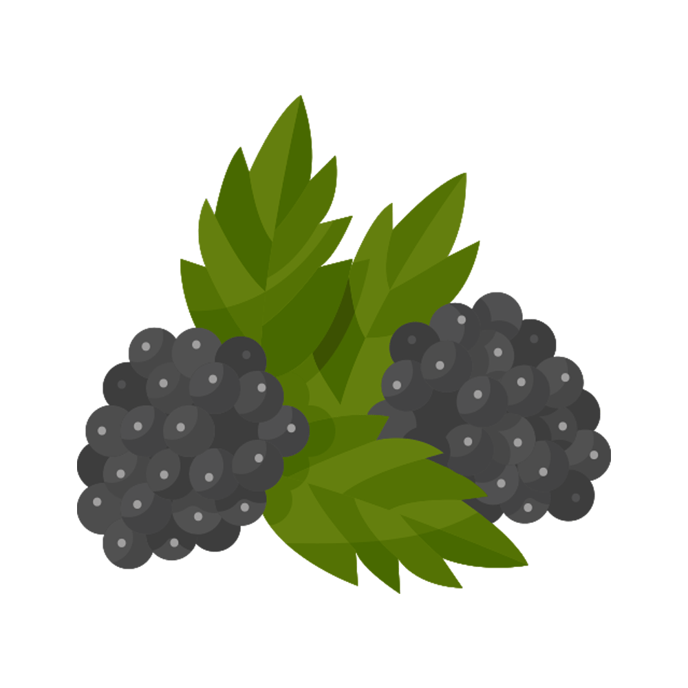 Blackberry Free Sticker Transparent Clipart