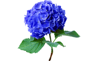 Blue Hydrangea PNG