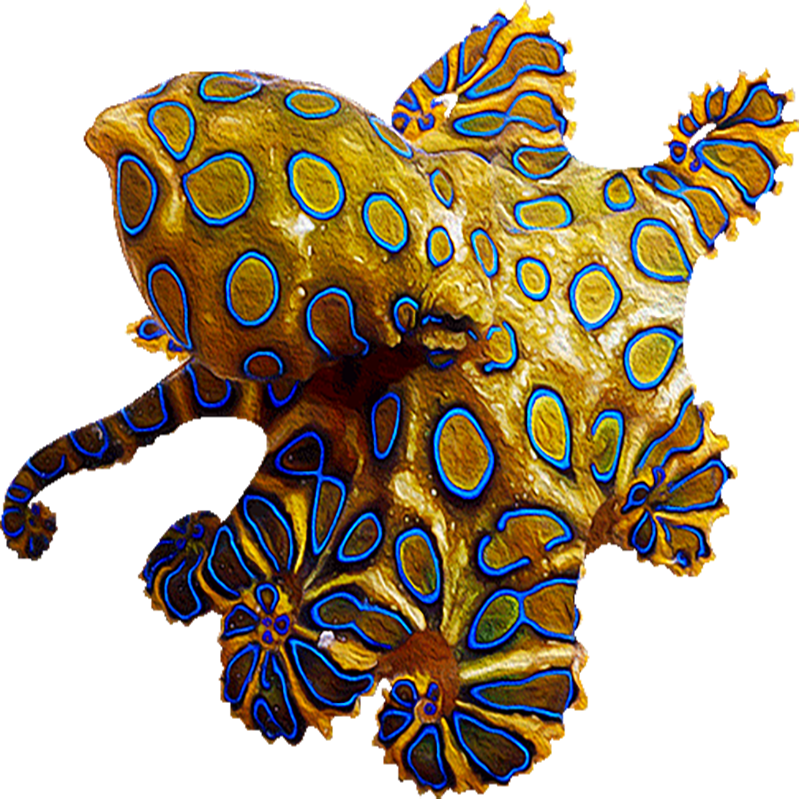 Blue Ring Octopus Transparent Picture