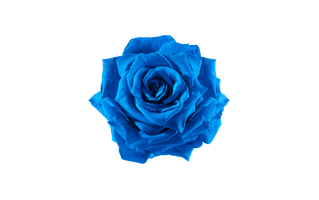 Blue Rose PNG