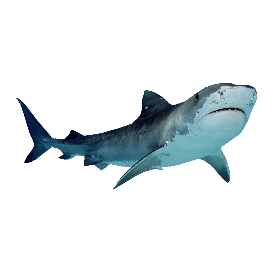 Blue Shark Transparent Photo
