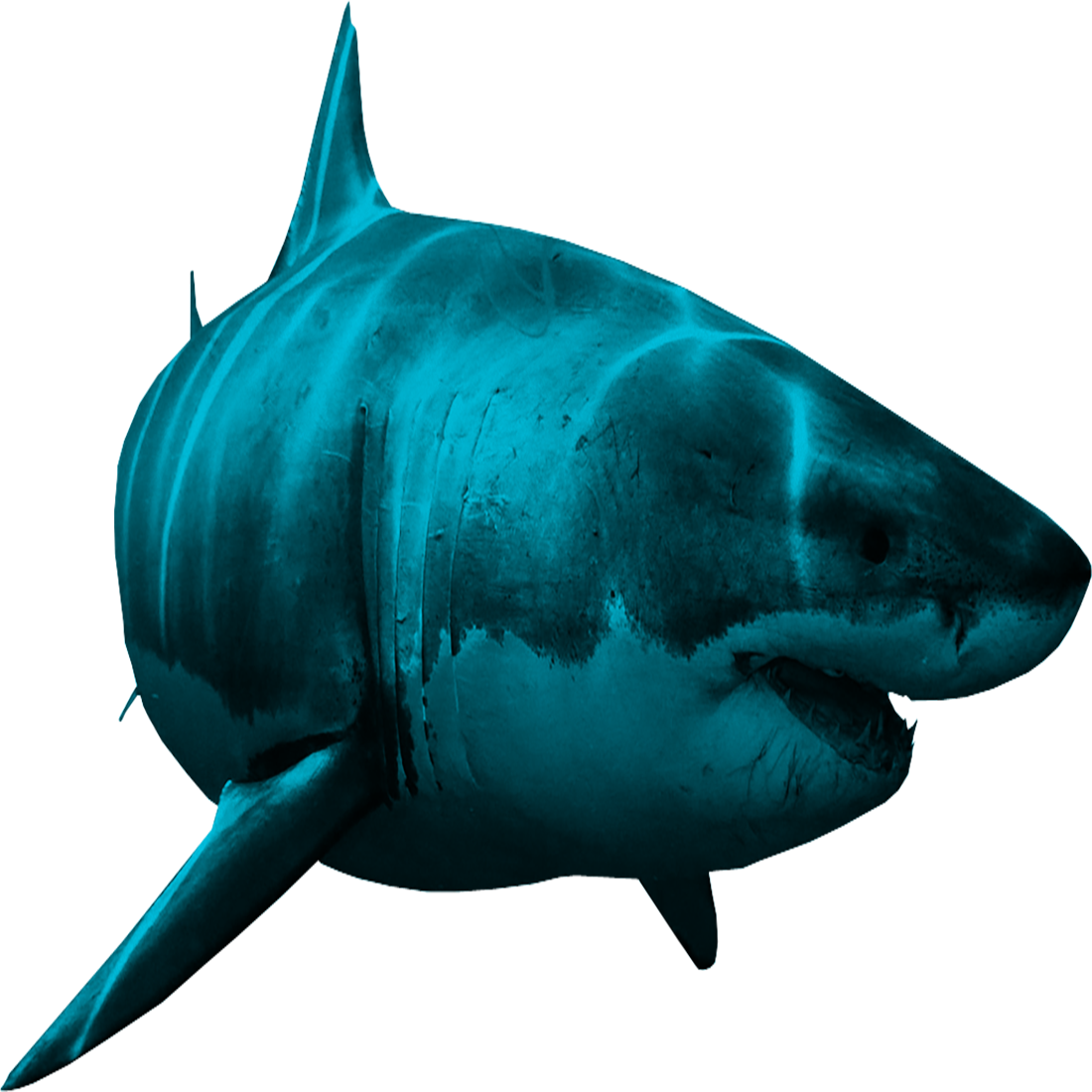 Blue Shark Transparent Picture
