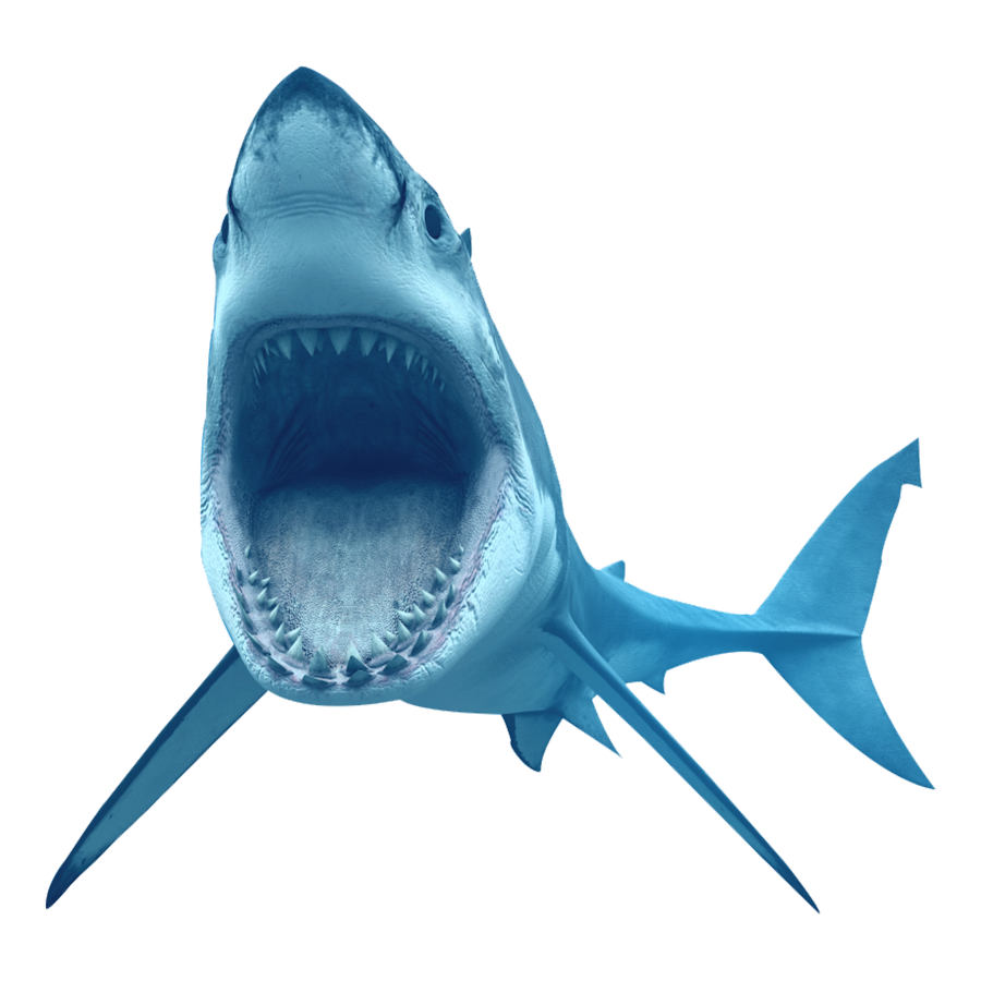 Blue Shark Transparent Gallery