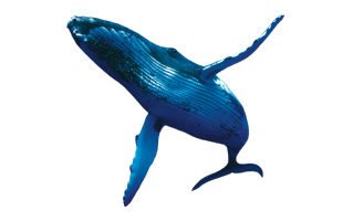 Blue Whale PNG