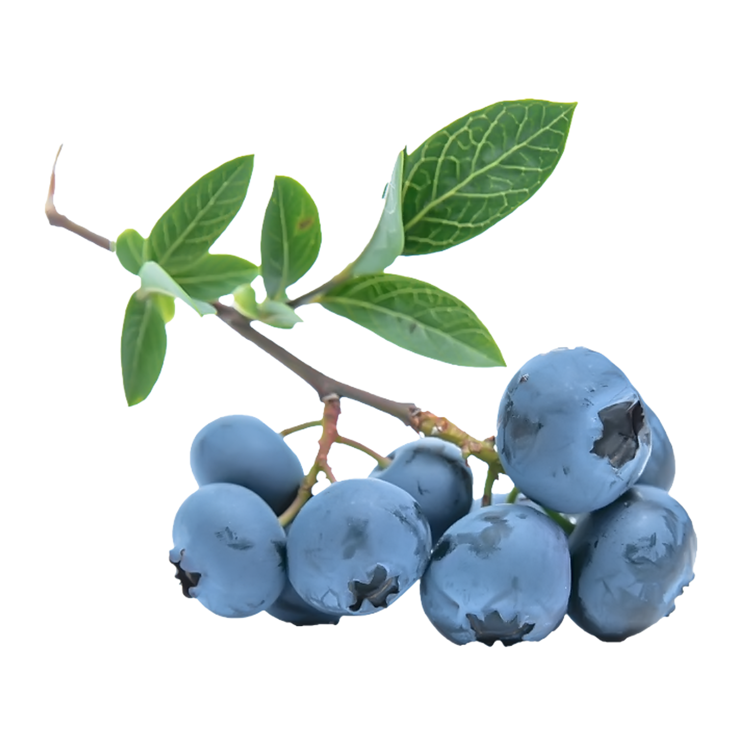 Blueberries Transparent Photo