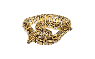 Boa Constrictor PNG