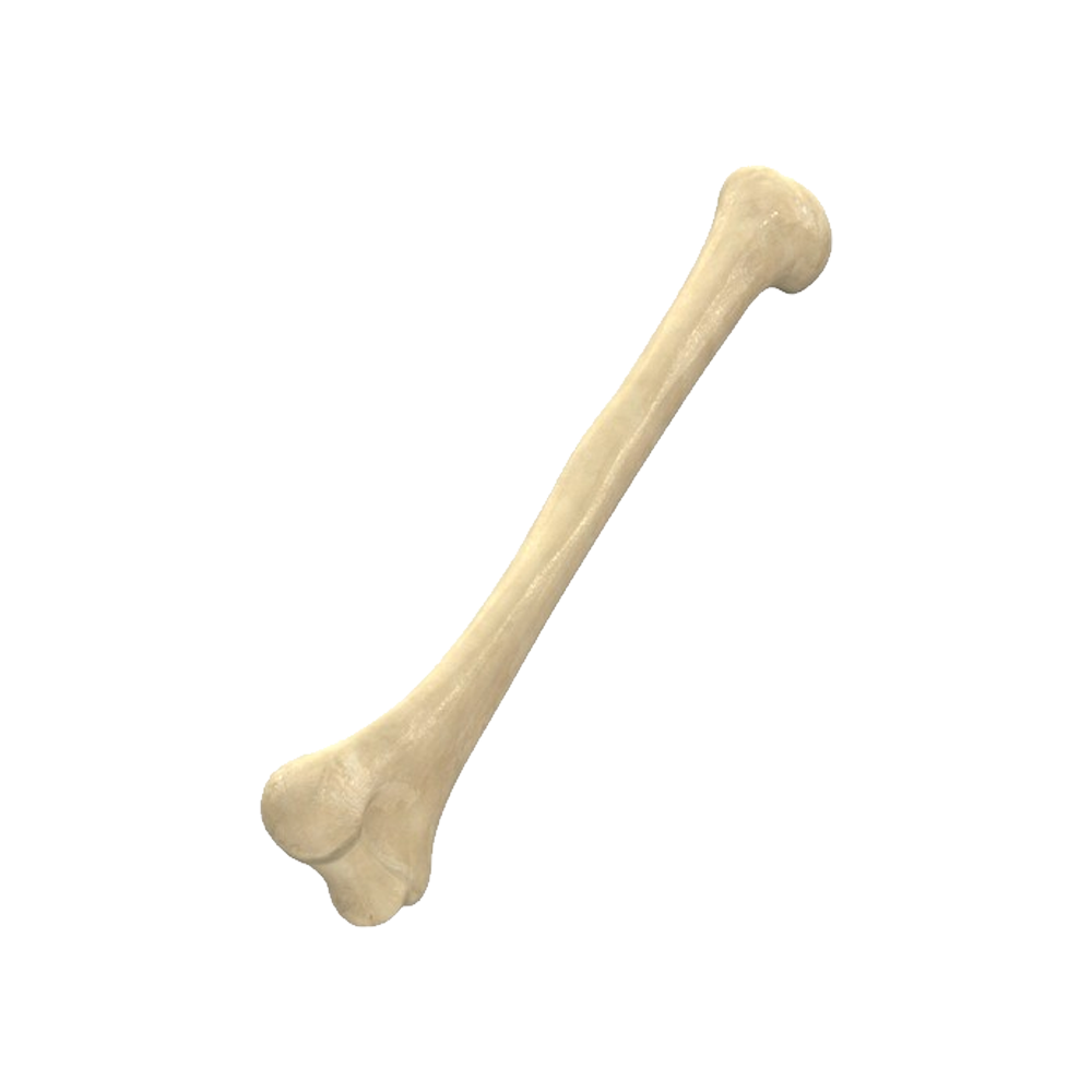 Кость. Коть ъ. Натуральная кость. Кость на белом фоне. Al bone