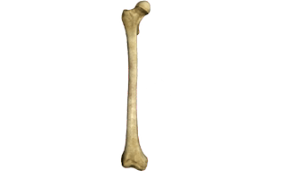 Bone PNG