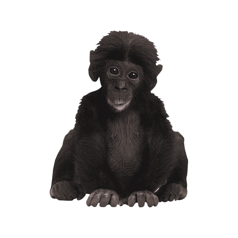 Bonobo Transparent Clipart