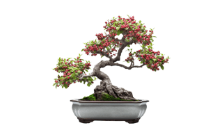 Bonsai Trees PNG