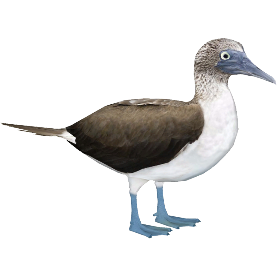 Booby Transparent Image
