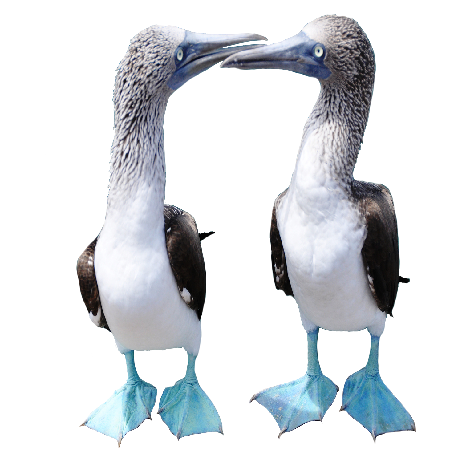 Booby Transparent Picture