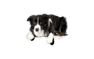 Border Collie PNG