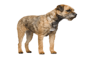 Border Terrier PNG