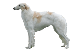 Borzoi PNG