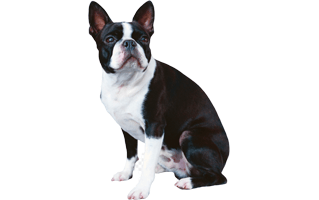 Boston Terrier PNG