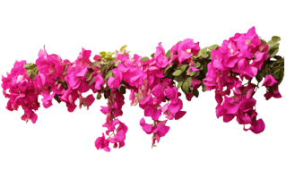 Bougainvillea Flower PNG