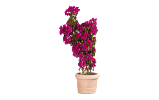 Bougainvillea Plant PNG