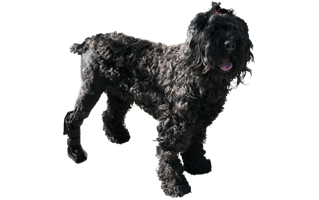 Bouvier Des Flandres PNG